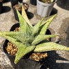 そうだ、アロエを育てよう　【園芸 交配 育成】