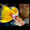 Việt Nam Taiwan Guppy