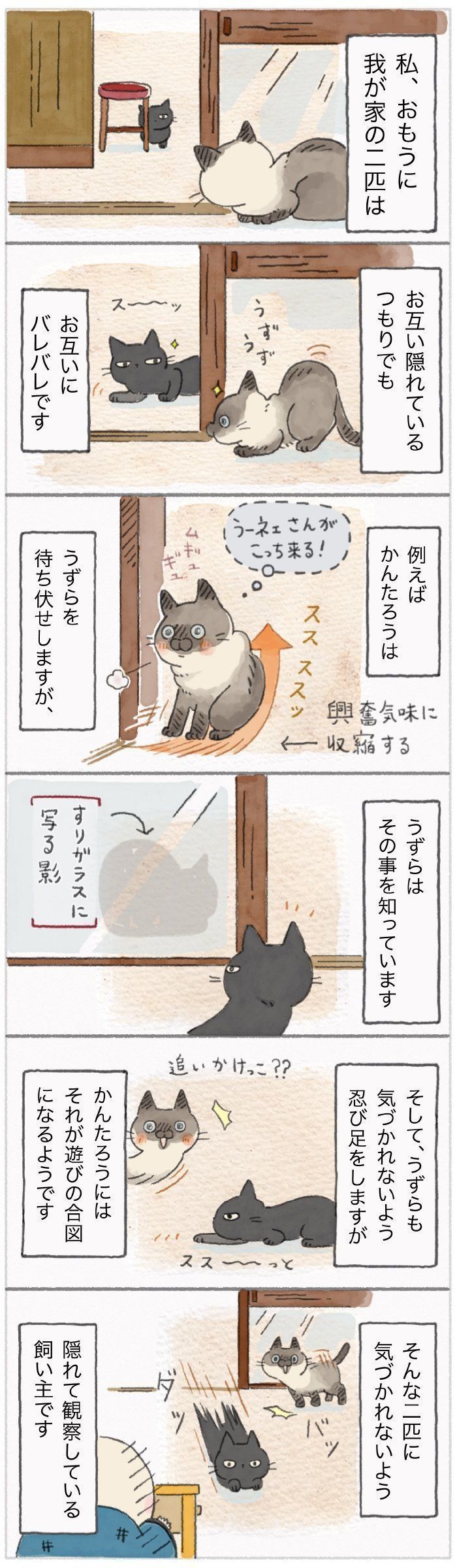 水にぬれるのは大嫌いだけど 猫は水遊びは好き