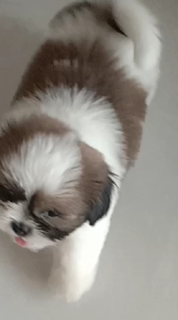 ชมรมคนชอบน้องหมา