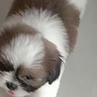 ชมรมคนชอบน้องหมา