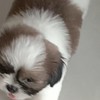 ชมรมคนชอบน้องหมา