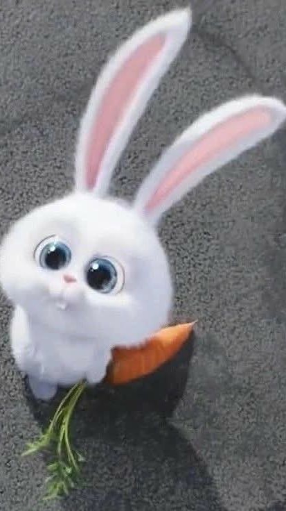 kf🐰