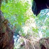 朝からごきげん✨️声活部
