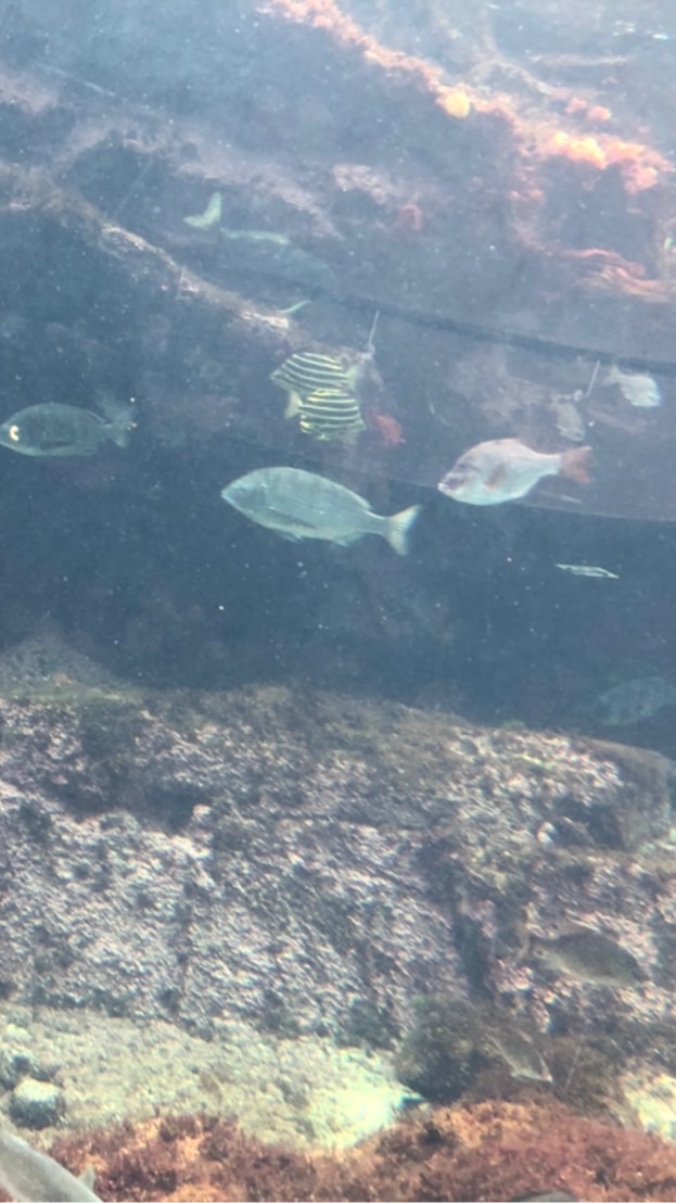 日替わり内室(345 お魚屋さん)