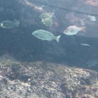 日替わり内室(345 お魚屋さん)
