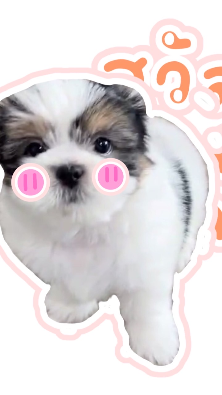 ด้อมnampan🫶🏻🐶แจกผลไม้ในปลูกสวน