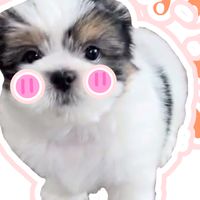 ด้อมnampan🫶🏻🐶แจกผลไม้ในปลูกสวน
