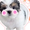 ด้อมnampan🫶🏻🐶แจกผลไม้ในปลูกสวน