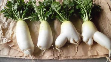 分岔的白蘿蔔是獻給神的新娘？日本東北『大根の年取り』習俗！