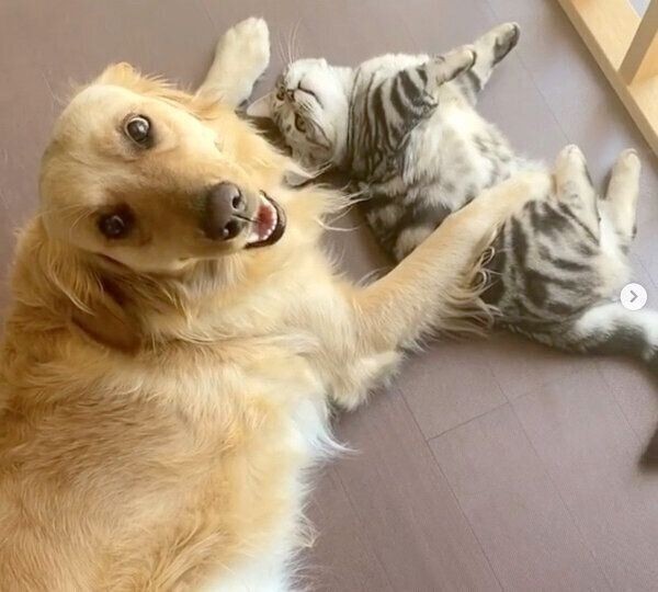 大好きな猫と日向ぼっこするゴールデン 優しいじゃれ合いにほっこり
