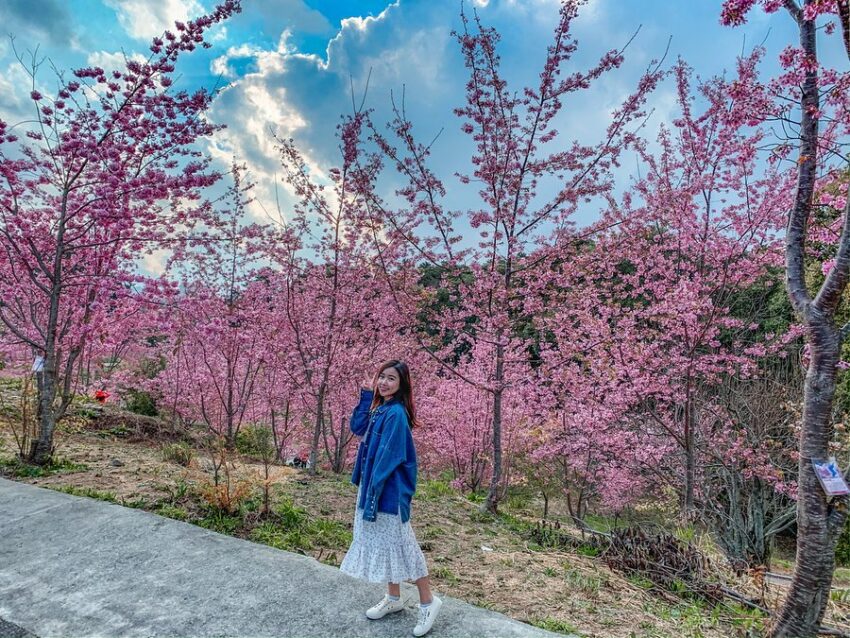 台灣賞櫻景點 －福壽山千櫻園