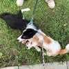 寵物溝通(無料)毛孩療癒 心靈行為狀況引導