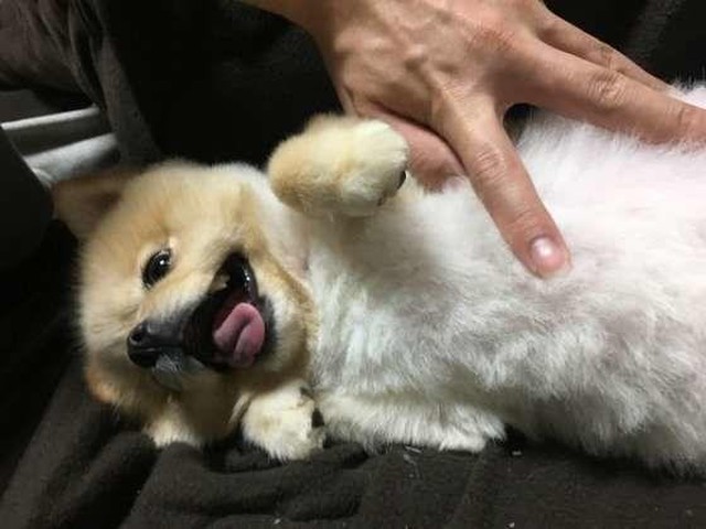 警戒心ゼロ 犬があおむけでゴロ ンとお腹を見せるしぐさ いぬのきもちnews