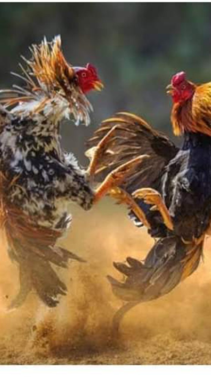 สนามกีฬาชนไก่ 🐓🐓 หนองบัวแดง
