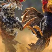 สนามกีฬาชนไก่ 🐓🐓 หนองบัวแดง