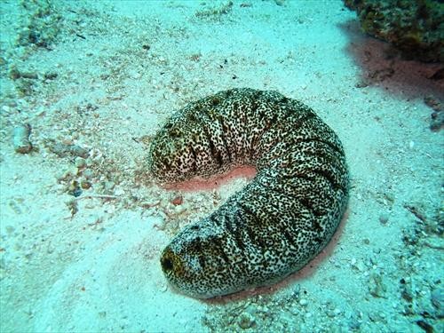 【ナマコの種類】味はどうなの？毒があるやつもいる？（オリーブオイルをひとまわしニュース）
