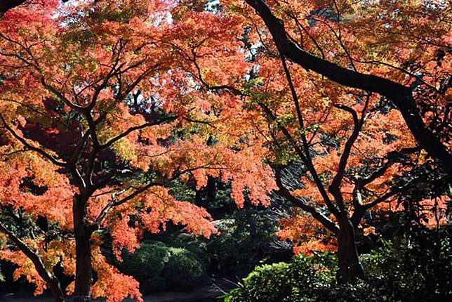 日本紅葉19 15個東京紅葉景點推介 今年必試泛舟 登高賞紅葉 Cosmopolitan Hk Line Today