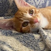 のらこう🐾野良猫を公助で救う会（八街周辺）