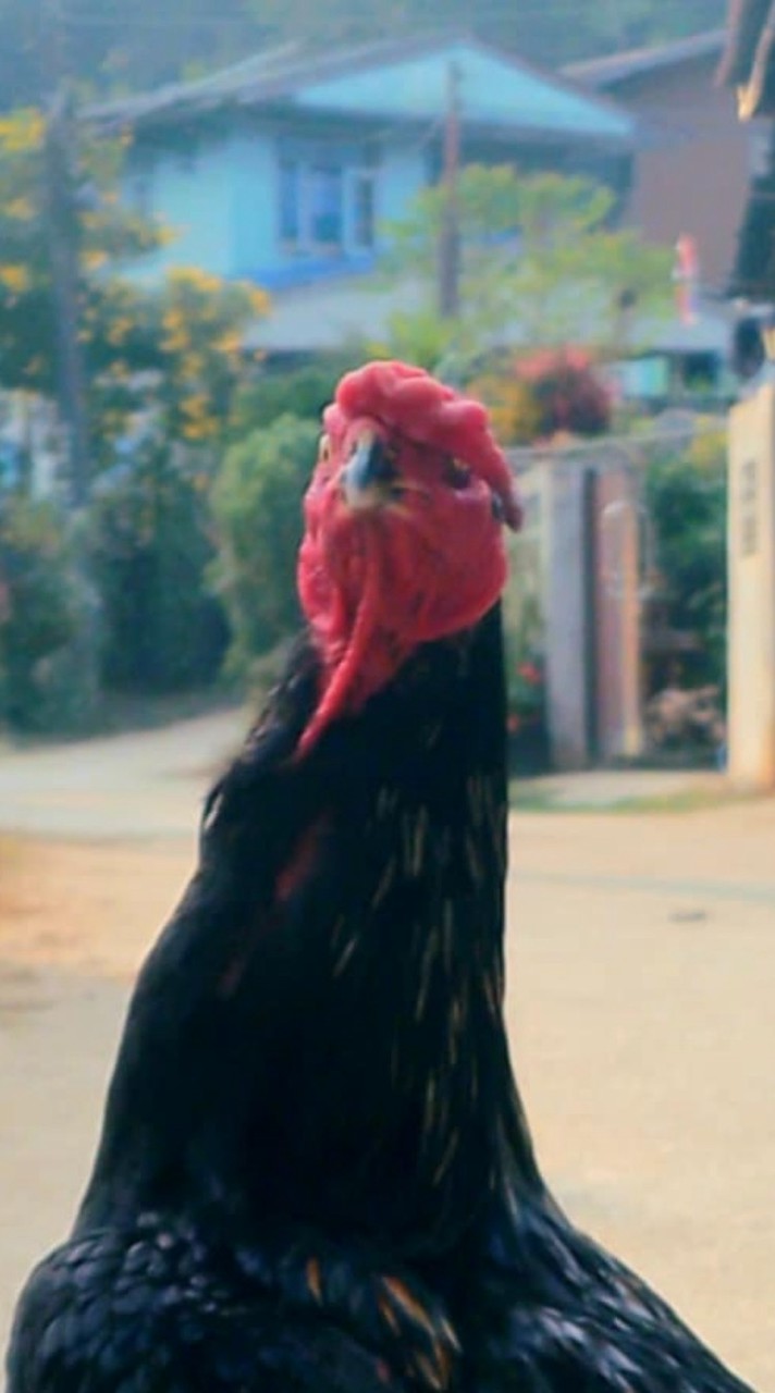 แบ่งปันลูกไก่หลานมหานคร,หลานแสนกล