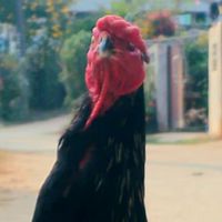 แบ่งปันลูกไก่หลานมหานคร,หลานแสนกล