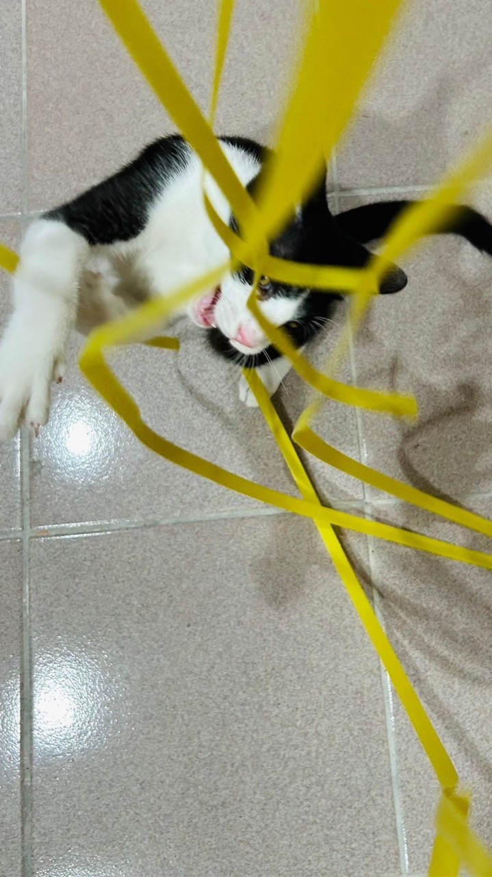 進豐喜豆豆哈哈團
