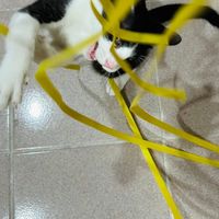進豐喜豆豆哈哈團
