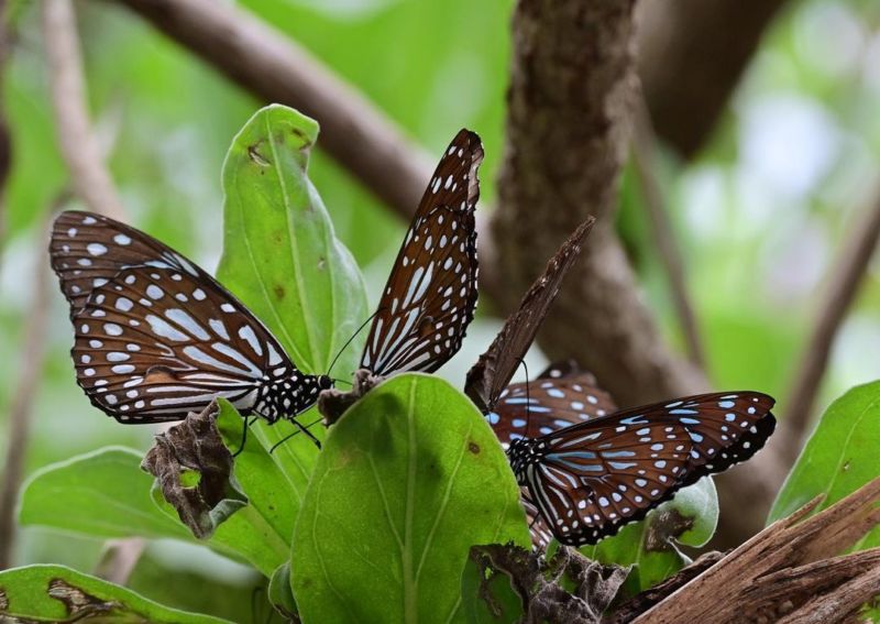 花蓮景點 富源國家森林遊樂區