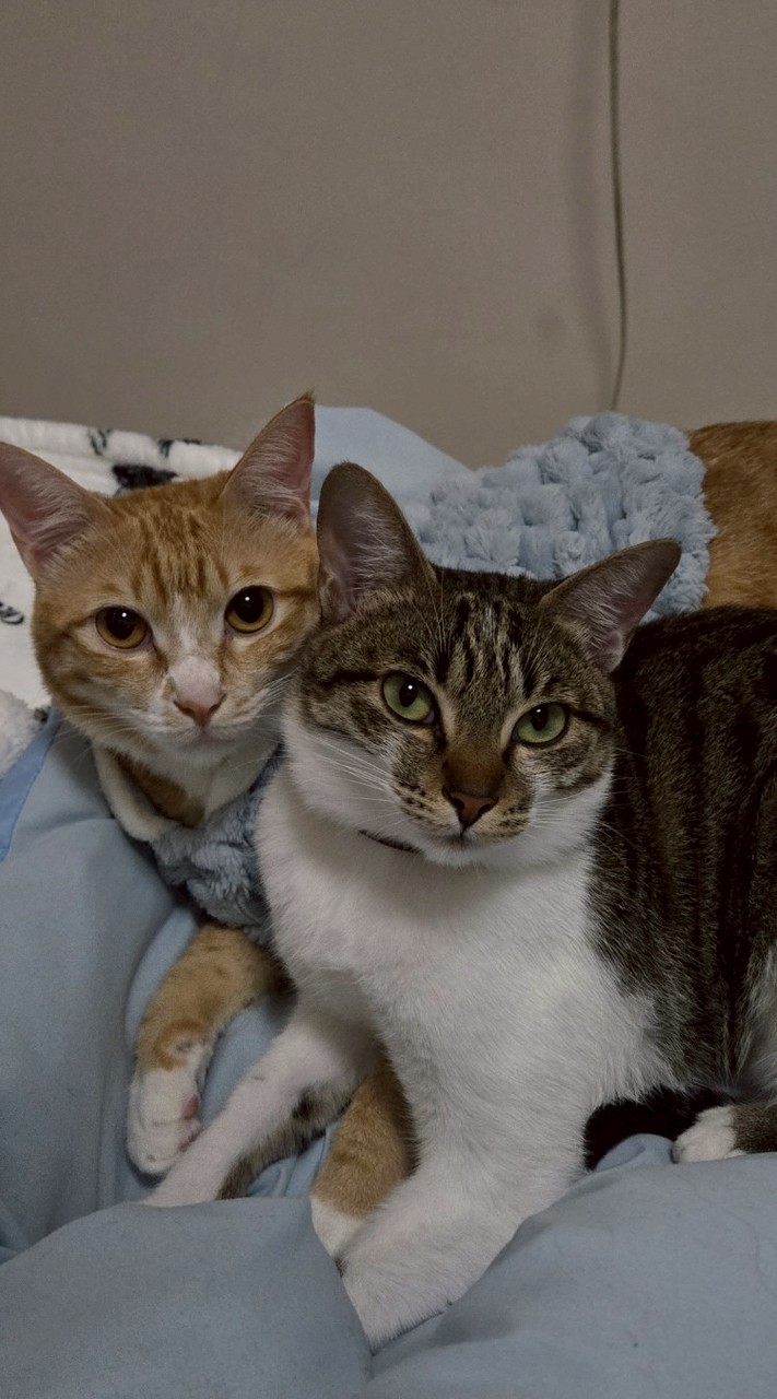 懶人不踩雷好物