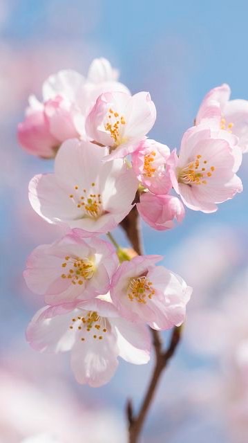 Sakura Room🌸🌸