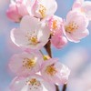 Sakura Room🌸🌸