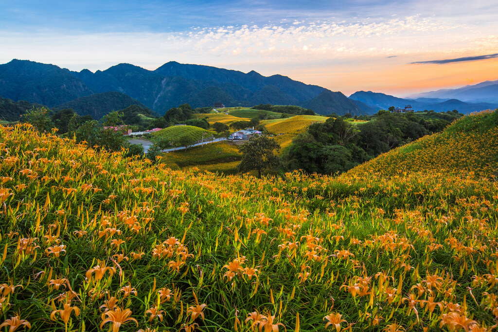 情侶約會行程 花蓮六十石山金針花海