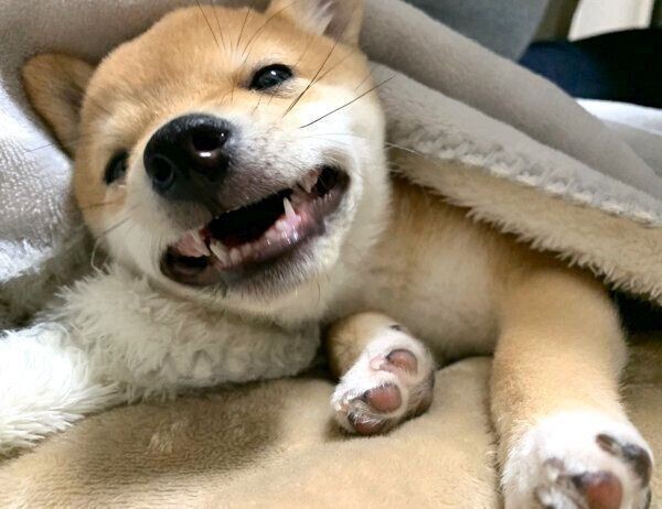 飼い主が笑うたびに スーパーマン になる豆柴