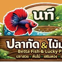 นที ปลากัด&ไม้มงคล #ไม้มงคลบ้านตัวเล็ก