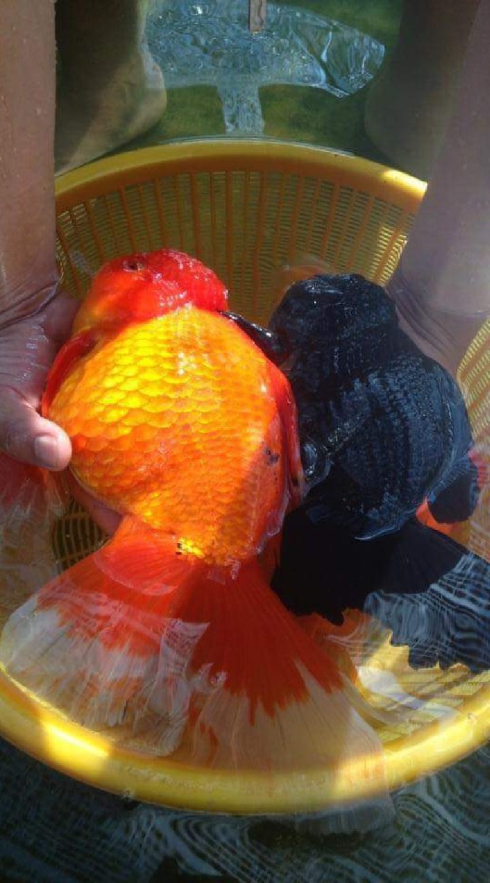 GOLDFISH THAILAND