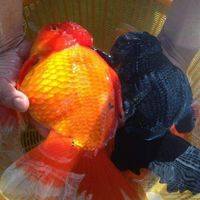 GOLDFISH THAILAND