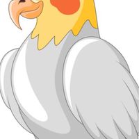 COCKATIEL ON SALE