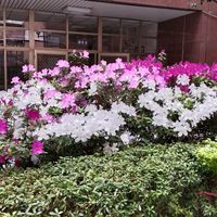 桌球
