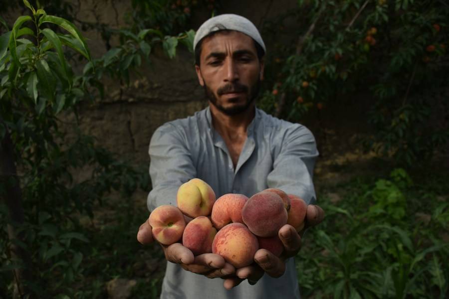 Asia Album: Fresh peaches from Afghanistan on the way | XINHUA | LINE TODAY