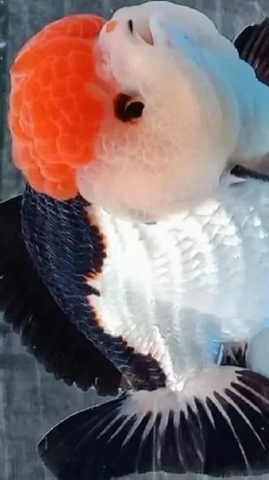 金魚分享