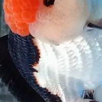 金魚分享