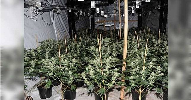 英大麻農場不見天日！3000名童奴遭「栓鐵鍊、餵狗食」