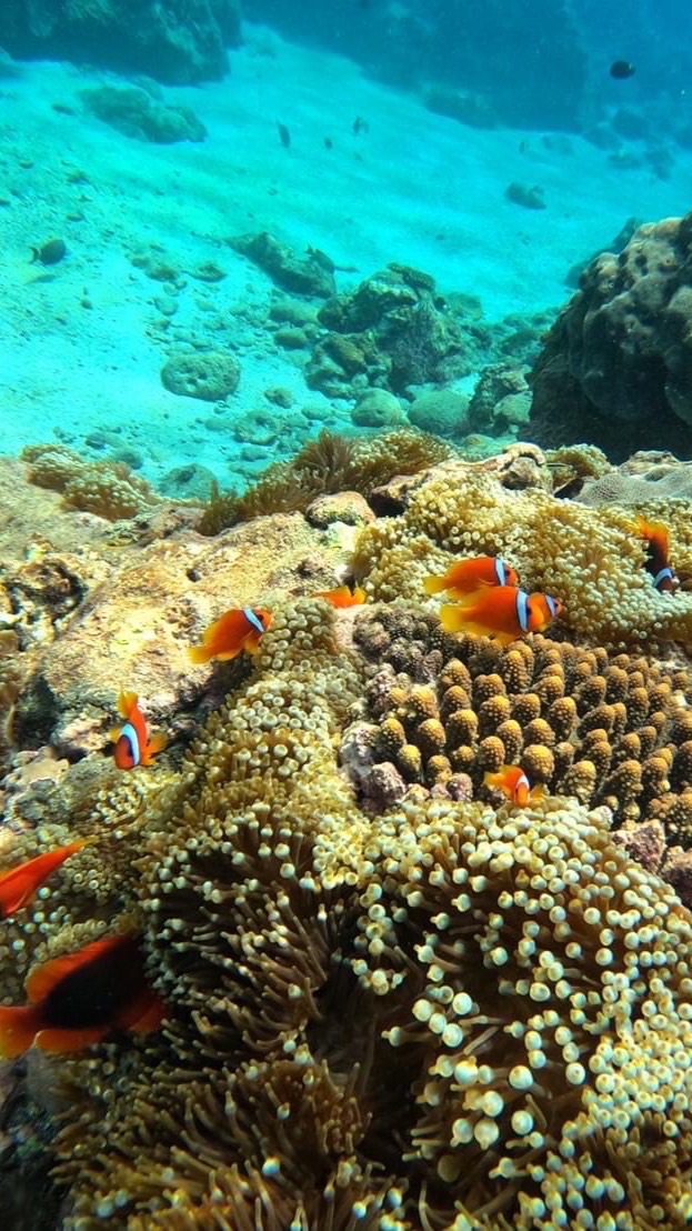 蘭嶼羊咩咩浮潛
