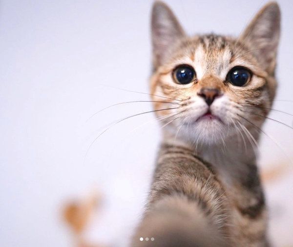 自動販売機の裏から保護された おしゃぶり子猫 癒し行動