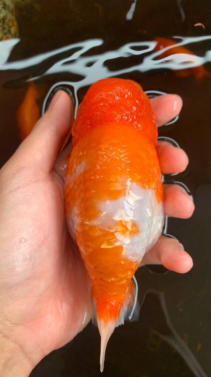 Goldfish Nan Thailand
