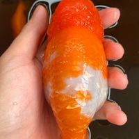 Goldfish Nan Thailand