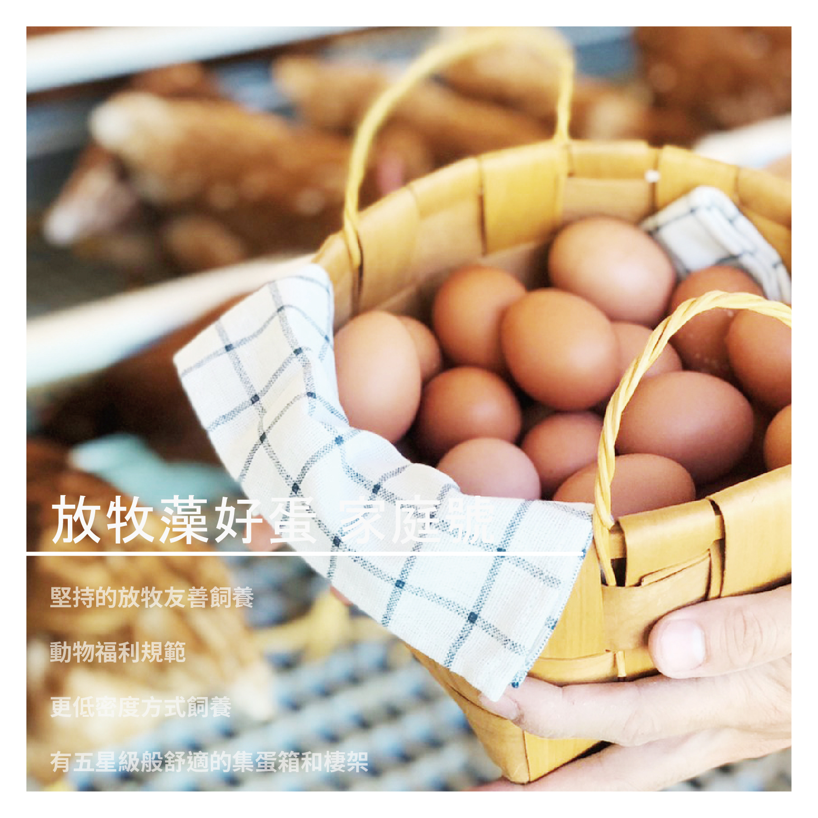 放牧藻好蛋 家庭號 / 24入Ｘ2箱 商品介紹 誠墾藻好蛋來自苗栗自家農場 堅持的放牧友善飼養，是讓鷄媽媽們居住在日光森林區，有室内休息區及室外活動區 以符合動物福利規範的更低密度方式飼養 有五星級般