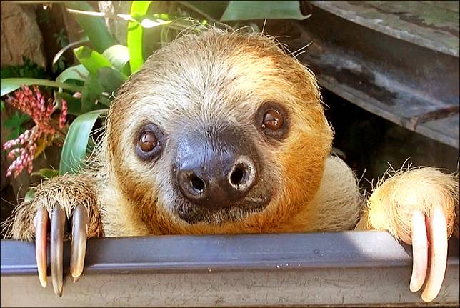木柵動物園嬌客小樹獺呆萌迎夏 自由電子報 Line Today