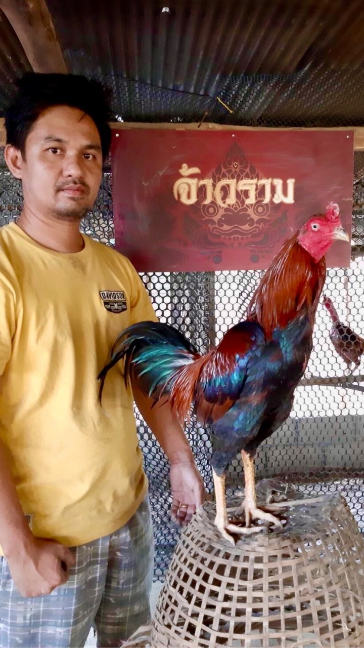 จ้าวราม แพร่