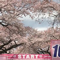 Runtrip日立さくらRR2026